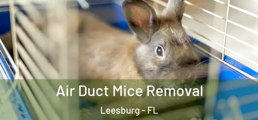 Air Duct Mice Removal Leesburg - FL