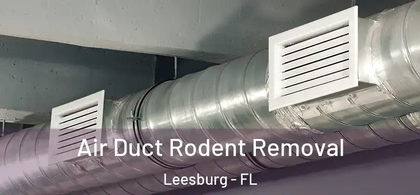 Air Duct Rodent Removal Leesburg - FL